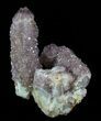 Cactus Quartz (Amethyst) Crystal Cluster - South Africa #64222-1